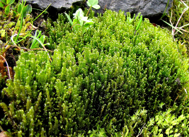 Scorpidium cossonii
